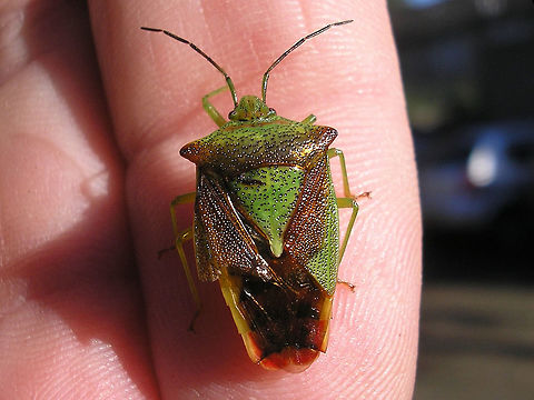 Acanthosoma haemorrhoidale - damaged Damaged specimen of Acanthosoma haemorrhoidale on finger for size Acanthosoma,Acanthosoma haemorrhoidale,Acanthosomatidae,Hawthorn shield bug,Pentatomoidea,nl: Meidoornkielwants