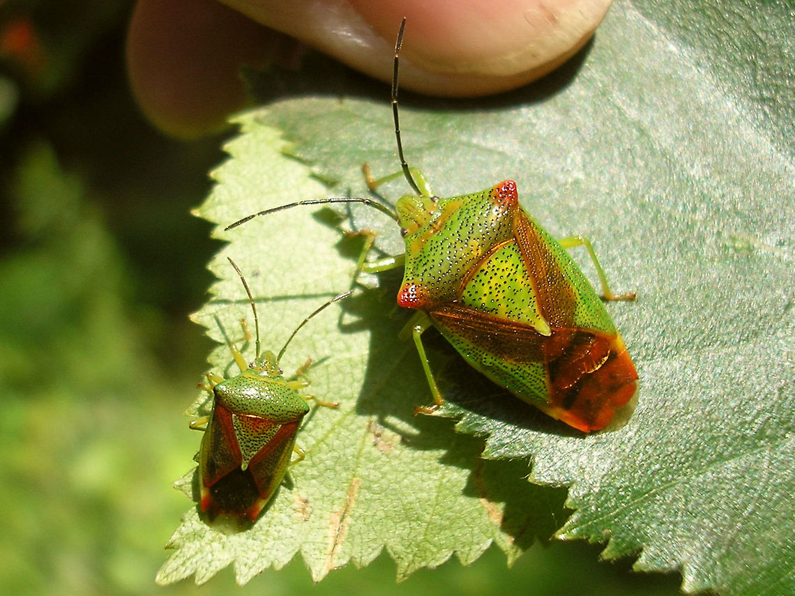 Elasmostethus interstinctus vs Acanthosoma haemorrhoidale As my images are public domain (or CC0 license) and hence might be re-used freely, I figured I&#039;d also provide a &quot;clean&quot; copy of this image:<br />
<figure class="photo"><a href="https://www.jungledragon.com/image/67517/elasmostethus_vs_acanthosoma.html" title="Elasmostethus vs Acanthosoma"><img src="https://s3.amazonaws.com/media.jungledragon.com/images/3043/67517_thumb.jpg?AWSAccessKeyId=05GMT0V3GWVNE7GGM1R2&Expires=1767225610&Signature=ZR43IPMSQPMC5RF%2BwYYGz2ryC8E%3D" width="200" height="150" alt="Elasmostethus vs Acanthosoma Two species that often get confused in photo-IDs, despite the obvious difference in size and numerous other differences you (well, me that is ;o) always have to look twice ... like in this example:<br />
https://www.jungledragon.com/image/67560/elasmostethus_interstinctus_-_acanthosoma_lookalike.html<br />
For comparison to other Acanthosomatidae see here:<br />
https://www.jungledragon.com/image/67516/acanthosomatidae_-_relative_sizes_and_characters.html Acanthosoma,Acanthosoma haemorrhoidale,Acanthosomatidae,Elasmostethus,Elasmostethus interstinctus,Heteroptera ID help,Pentatomoidea,nl: Berkenkielwants,nl: Meidoornkielwants" /></a></figure> Acanthosoma,Acanthosoma haemorrhoidale,Acanthosomatidae,Elasmostethus,Elasmostethus interstinctus,Hawthorn shield bug,Pentatomoidea,nl: Berkenkielwants,nl: Meidoornkielwants