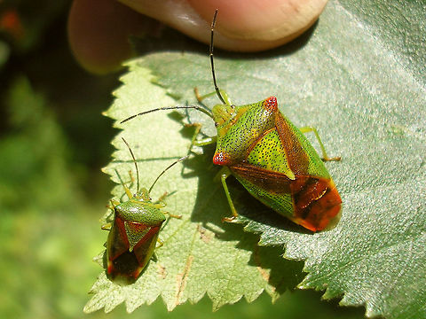 Elasmostethus interstinctus vs Acanthosoma haemorrhoidale As my images are public domain (or CC0 license) and hence might be re-used freely, I figured I'd also provide a "clean" copy of this image:
https://www.jungledragon.com/image/67517/elasmostethus_vs_acanthosoma.html Acanthosoma,Acanthosoma haemorrhoidale,Acanthosomatidae,Elasmostethus,Elasmostethus interstinctus,Hawthorn shield bug,Pentatomoidea,nl: Berkenkielwants,nl: Meidoornkielwants