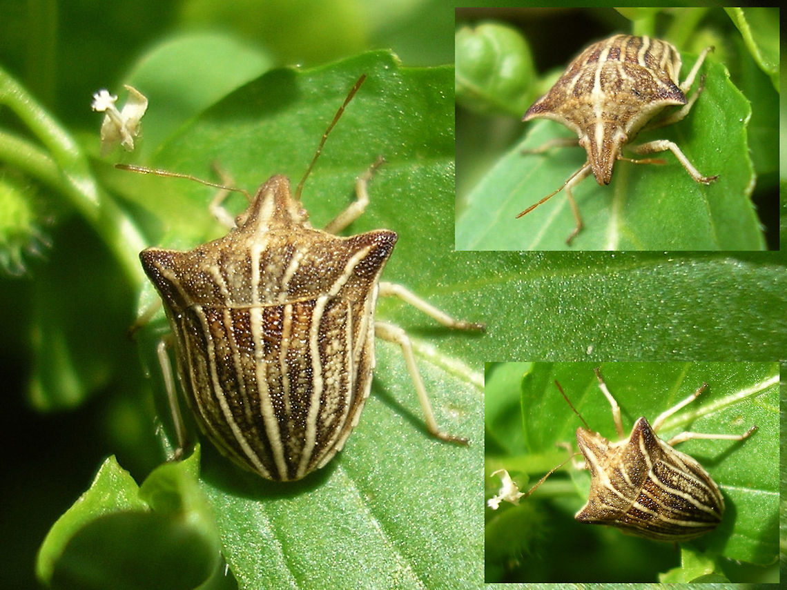 Ancyrosoma leucogrammes Just adding the species for France :o) Ancyrosoma,Ancyrosoma leucogrammes,France,Geotagged,Graphosomatini,Heteroptera,Pentatomidae,Podopinae
