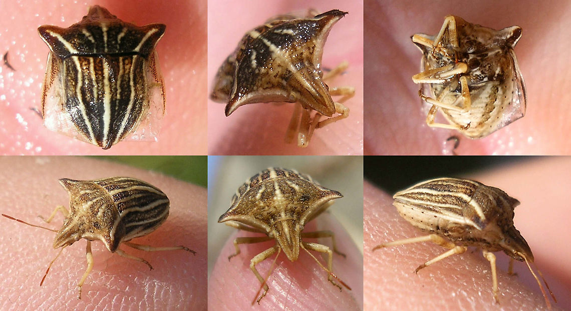 Ancyrosoma leucogrammes Rescued from the pool :o) Ancyrosoma,Ancyrosoma leucogrammes,France,Geotagged,Graphosomatini,Heteroptera,Pentatomidae,Podopinae