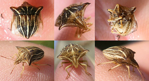 Ancyrosoma leucogrammes Rescued from the pool :o) Ancyrosoma,Ancyrosoma leucogrammes,France,Geotagged,Graphosomatini,Heteroptera,Pentatomidae,Podopinae