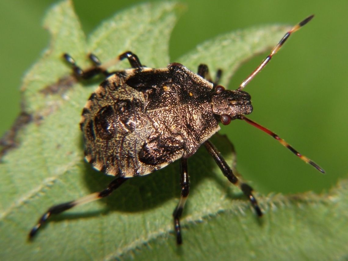 Picromerus bidens - L5  Asopinae,Heteroptera,Nymph,Pentatomidae,Pentatomoidea,Picromerus,Picromerus bidens,nl: Tweetandschildwants