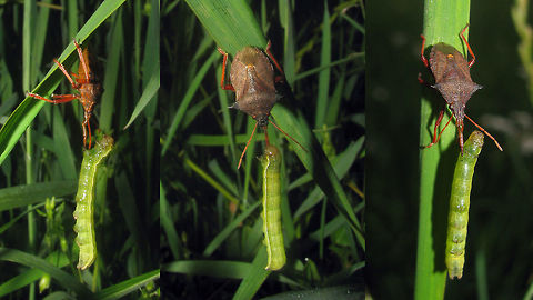 Picromerus bidens - Lunch Being one of the (mostly) predatory Asopinae, Picromerus bidens has a preference for caterpillars and other soft larvae. Asopinae,Heteroptera,Pentatomidae,Pentatomoidea,Picromerus,Picromerus bidens,nl: Tweetandschildwants