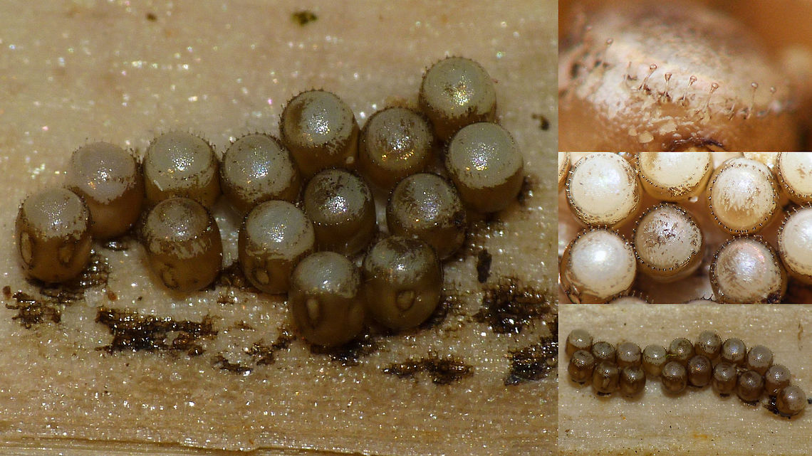 Picromerus bidens - Eggs This species overwinters in the egg-stage. Eggs are deposited in fall, often behind bark or other &quot;sheltered&quot; locations. This is a collage of two batches found after winter in the hollow stems of Common Hogweed (Heracleum sphondylium) Asopinae,Eggs,Heteroptera,Ovae,Pentatomidae,Pentatomoidea,Picromerus,Picromerus bidens,nl: Tweetandschildwants
