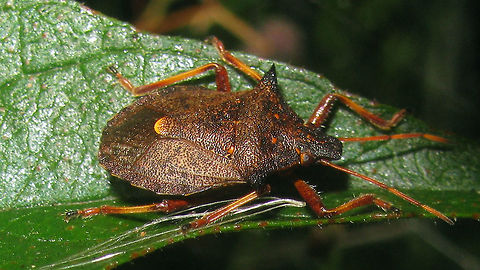 Picromerus bidens  Asopinae,Heteroptera,Pentatomidae,Pentatomoidea,Picromerus,Picromerus bidens,nl: Tweetandschildwants
