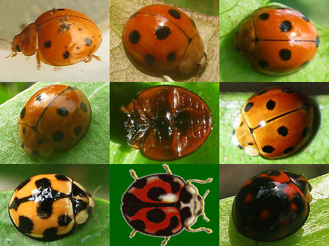 Coelophora inaequalis - collage Just adding another colour variant ... Coccinellidae,Coelophora,Coelophora inaequalis,Common Australian Ladybird