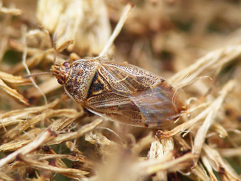 Chilacis typhae - pale A paler Reedmace bug Artheneinae,Chilacis,Chilacis typhae,Lygaeidae,Reedmace bug,nl: Lisdoddebodemwants