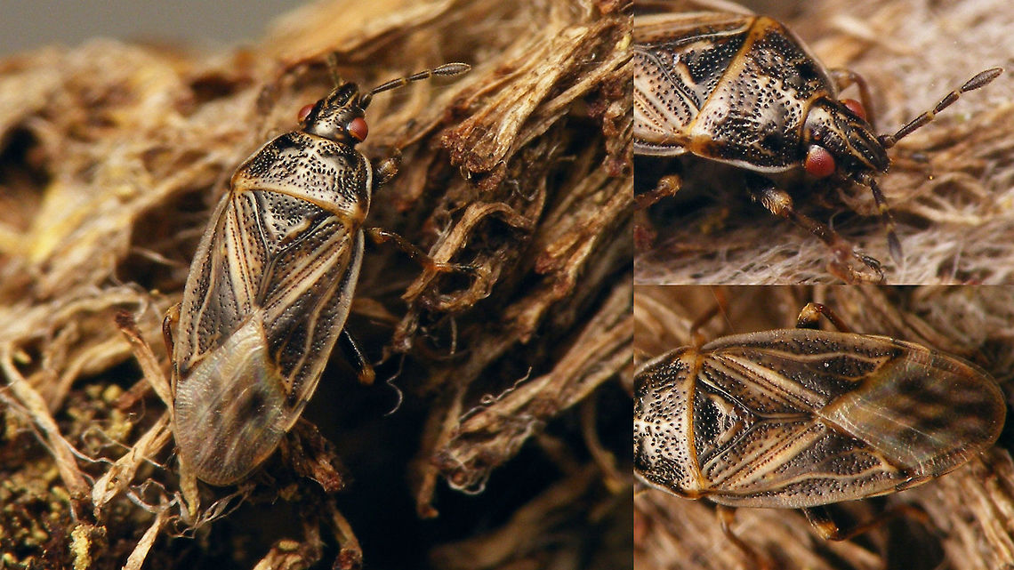 Chilacis typhae - dark (collage) Single shot here<br />
<figure class="photo"><a href="https://www.jungledragon.com/image/67762/chilacis_typhae_-_dark.html" title="Chilacis typhae - dark"><img src="https://s3.amazonaws.com/media.jungledragon.com/images/3043/67762_thumb.jpg?AWSAccessKeyId=05GMT0V3GWVNE7GGM1R2&Expires=1759968010&Signature=GzZlY5m2gH6a5G3DgTkfLK2YYIE%3D" width="200" height="114" alt="Chilacis typhae - dark More angles here<br />
https://www.jungledragon.com/image/67760/chilacis_typhae_-_dark_collage.html Artheneinae,Chilacis,Chilacis typhae,Lygaeidae,Reedmace bug,nl: Lisdoddebodemwants" /></a></figure> Artheneinae,Chilacis,Chilacis typhae,Lygaeidae,Reedmace bug,nl: Lisdoddebodemwants