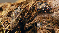 Chilacis typhae - dark (collage) Single shot here<br />
https://www.jungledragon.com/image/67762/chilacis_typhae_-_dark.html Artheneinae,Chilacis,Chilacis typhae,Lygaeidae,Reedmace bug,nl: Lisdoddebodemwants