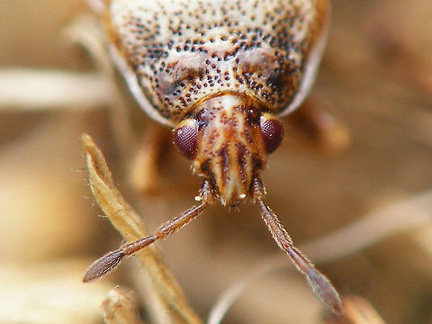 Chilacis typhae - head detail  Artheneinae,Chilacis,Chilacis typhae,Lygaeidae,Reedmace bug,nl: Lisdoddebodemwants