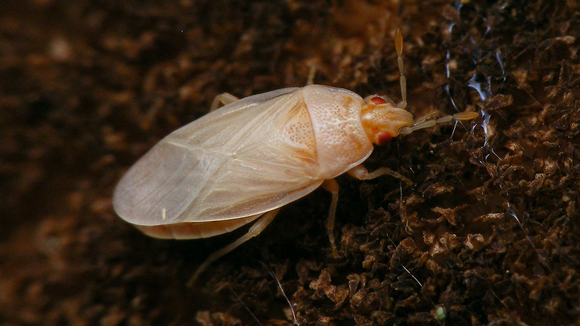 Chilacis typhae - teneral Teneral imago Reedmace bug Artheneinae,Chilacis,Chilacis typhae,Lygaeidae,Reedmace bug,Teneral,nl: Lisdoddebodemwants