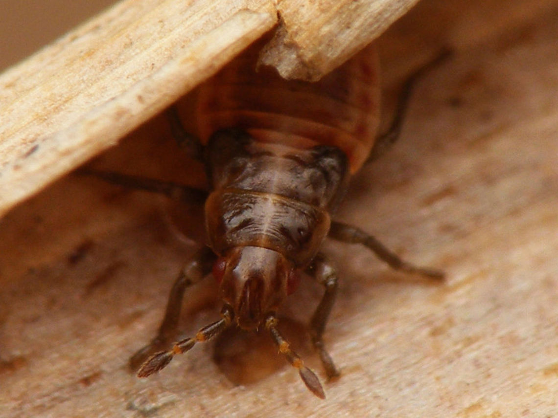 Chilacis typhae - L4 march This species is thought to reproduce all year long. This is nymph found inside a hollow Reedmace stem after winter in march. Artheneinae,Chilacis,Chilacis typhae,Lygaeidae,Nymph,Reedmace bug,nl: Lisdoddebodemwants