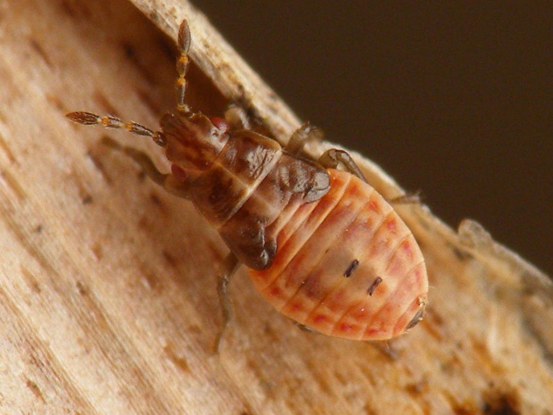 Chilacis typhae - L4 march This species is thought to reproduce all year long. This is nymph found inside a hollow Reedmace stem after winter in march. Artheneinae,Chilacis,Chilacis typhae,Lygaeidae,Nymph,Reedmace bug,nl: Lisdoddebodemwants