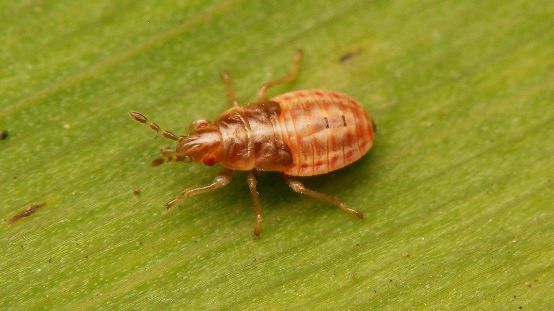 Chilacis typhae - L4 october This species is thought to reproduce all year long. This is nymph found inside a Reedmace "sausage" (we call it "cigar") in october Artheneinae,Chilacis,Chilacis typhae,Lygaeidae,Nymph,Reedmace bug,nl: Lisdoddebodemwants