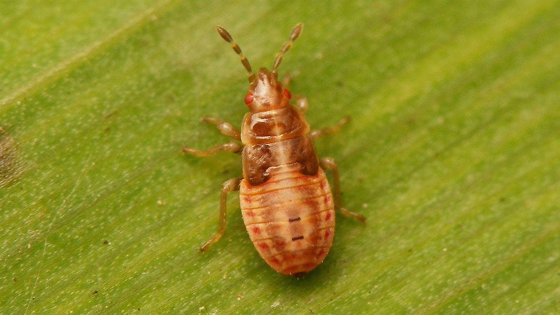 Chilacis typhae - L4 october This species is thought to reproduce all year long. This is nymph found inside a Reedmace "sausage" (we call it "cigar") in october   Artheneinae,Chilacis,Chilacis typhae,Lygaeidae,Nymph,Reedmace bug,nl: Lisdoddebodemwants