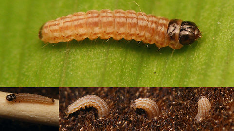 Limnaecia phragmitella - young caterpillar Plucked this tiny caterpillar (inset  bottom left is on a tooth pick) from the seedhead ("sausage") of some Reedmace (Typha) while looking for the little ground bugs (Chilacis typhae) living in it. Put it on a leaf for some photos and then on a different sausage for better background, but then it dug back into the seedhead and was gone within twenty seconds :o) Caterpillar,Cosmopterigidae,Lepidoptera,Limnaecia,Limnaecia phragmitella,Shy Cosmet Moth,nl: Lisdoddeveertje