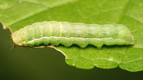 Mamestra brassicae - Caterpillar Tentative ID by self ... *rolleyes* ... will try to get expert advice ... Cabbage Moth,Caterpillar,Geotagged,Jane's garden,Lepidoptera,Mamestra,Mamestra brassicae,Netherlands,Noctuidae