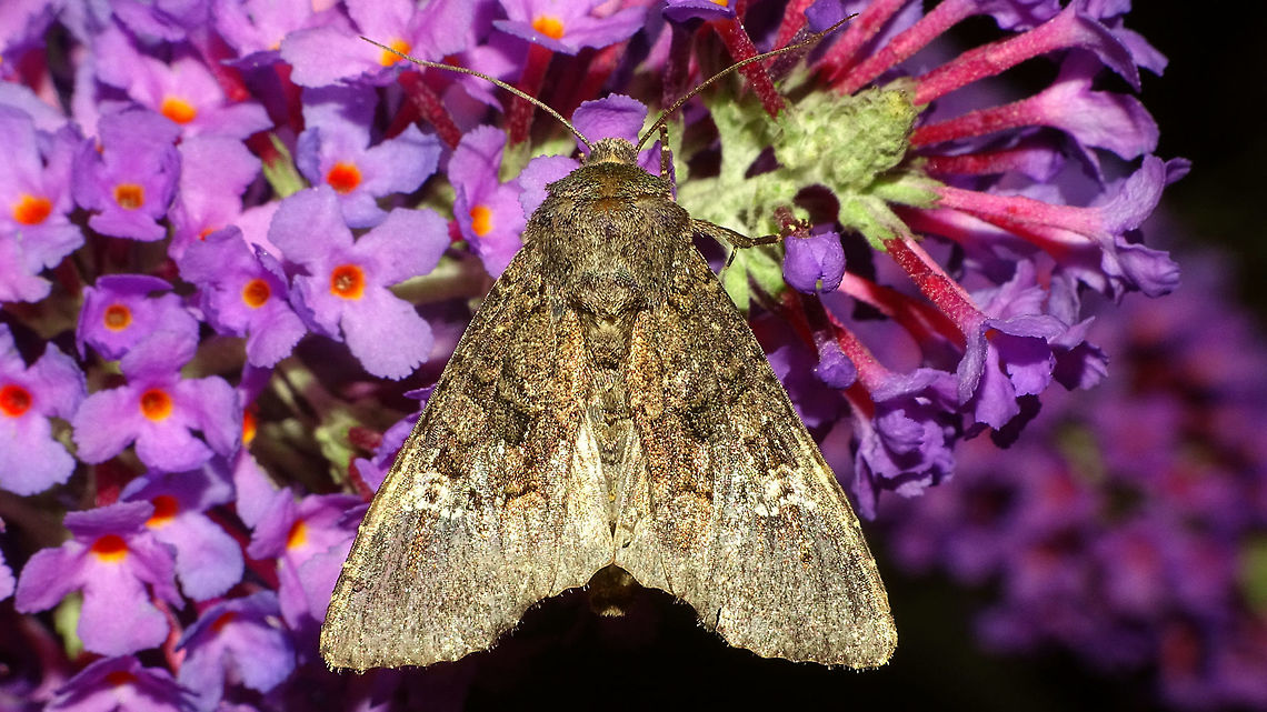 Mamestra brassicae Might this be the corresponding moth?<br />
Last year, same location as this caterpillar:<br />
<figure class="photo"><a href="https://www.jungledragon.com/image/67778/mamestra_brassicae_-_caterpillar.html" title="Mamestra brassicae - Caterpillar"><img src="https://s3.amazonaws.com/media.jungledragon.com/images/3043/67778_thumb.jpg?AWSAccessKeyId=05GMT0V3GWVNE7GGM1R2&Expires=1763596810&Signature=FmIwXZogVKyn9iDcuYCN3LPx3A4%3D" width="200" height="114" alt="Mamestra brassicae - Caterpillar Tentative ID by self ... *rolleyes* ... will try to get expert advice ... Cabbage Moth,Caterpillar,Geotagged,Jane's garden,Lepidoptera,Mamestra,Mamestra brassicae,Netherlands,Noctuidae" /></a></figure> Cabbage Moth,Geotagged,Jane's garden,Lepidoptera,Mamestra brassicae,Netherlands,Noctuidae