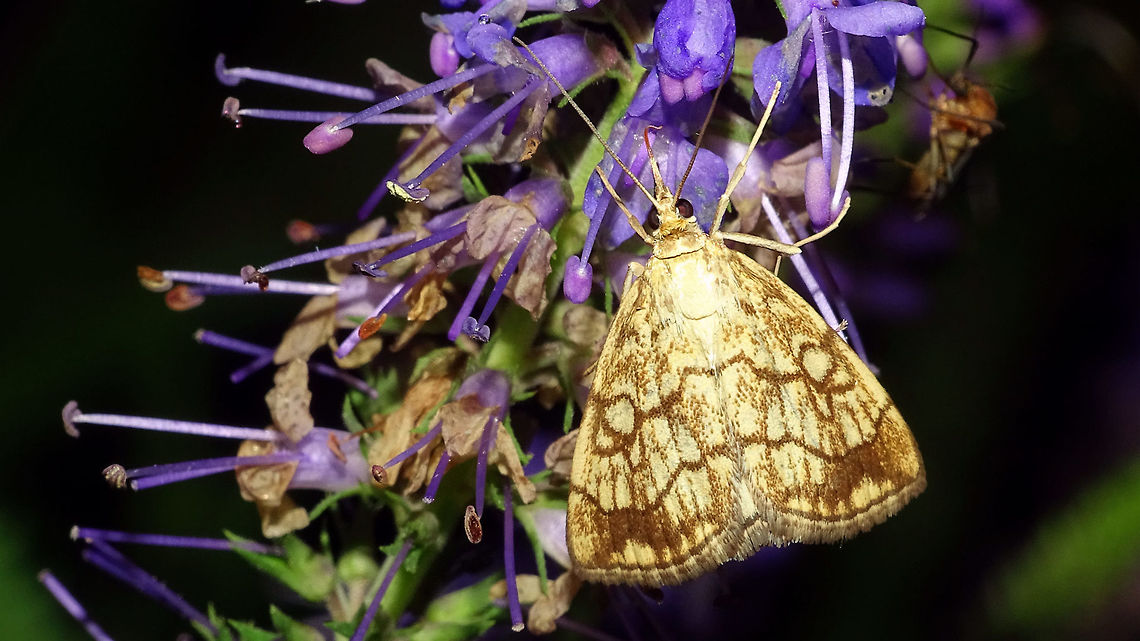 Evergestis pallidata  Crambidae,Evergestis,Evergestis pallidata,Geotagged,Jane's garden,Lepidoptera,Netherlands,Purplebacked Cabbageworm