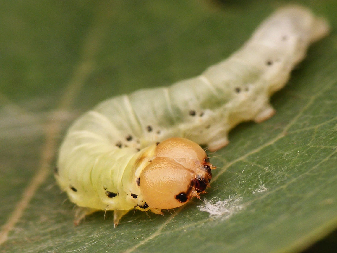 Tethea or - Caterpillar head detail On Populus tremula Caterpillar,Drepanidae,Geotagged,Lepidoptera,Netherlands,Poplar Lutestring,Tethea,Tethea or,moth caterpillar