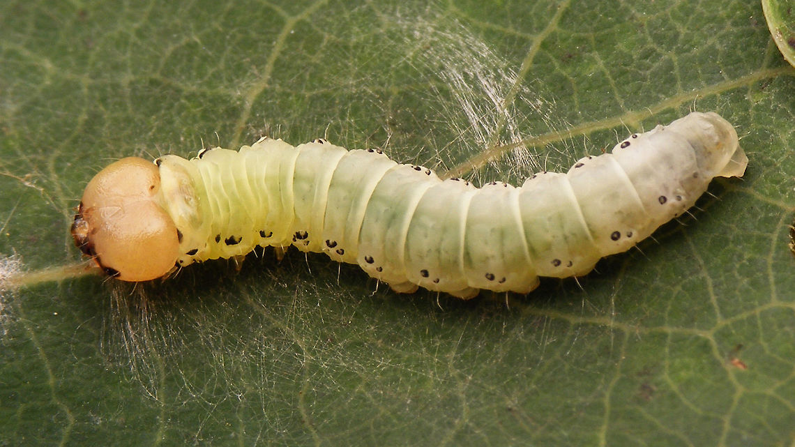 Tethea or - Caterpillar dorso-lateral On Populus tremula Caterpillar,Drepanidae,Geotagged,Lepidoptera,Netherlands,Poplar Lutestring,Tethea,Tethea or,moth caterpillar