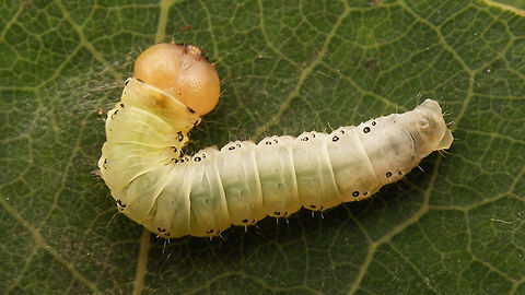 Tethea or - Caterpillar dorsal On Populus tremula Caterpillar,Drepanidae,Geotagged,Lepidoptera,Netherlands,Poplar Lutestring,Tethea,Tethea or,moth caterpillar