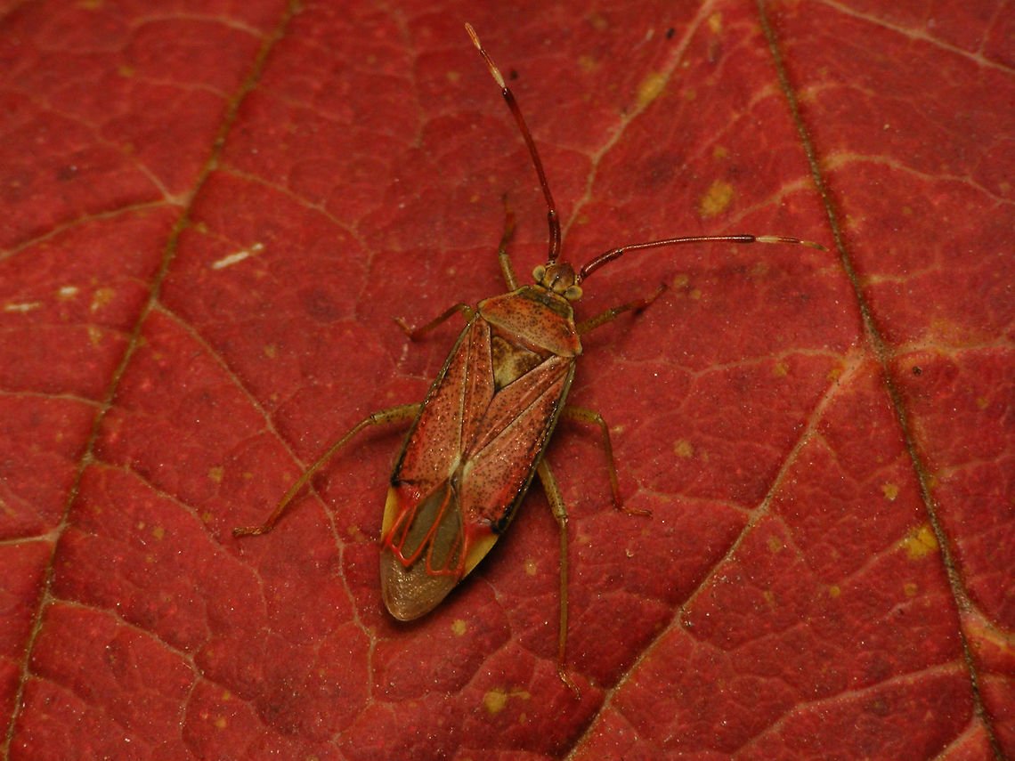 Pantilius tunicicatus - functional colours This species, that has its activity peak in late summer and fall, comes in mottled green &amp; red colours. This one is mostly reddish and the photo shows why this is a good idea :o)  Geotagged,Germany,Heteroptera,Miridae,Pantilius,Pantilius tunicatus