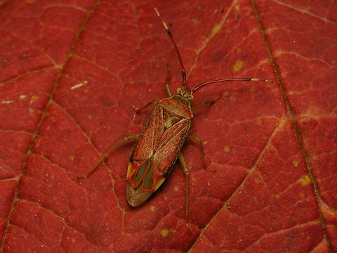 Pantilius tunicicatus - functional colours This species, that has its activity peak in late summer and fall, comes in mottled green & red colours. This one is mostly reddish and the photo shows why this is a good idea :o)  Geotagged,Germany,Heteroptera,Miridae,Pantilius,Pantilius tunicatus