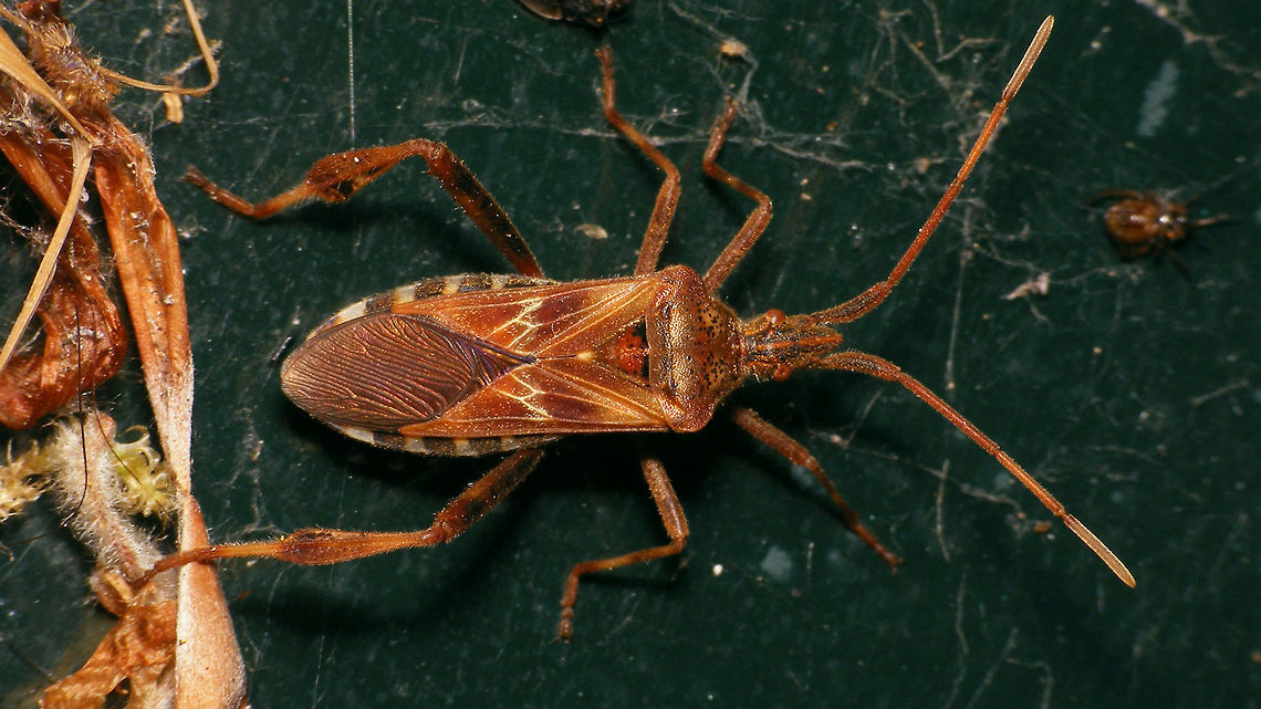 Leptoglossus occidentalis - pale Just adding the species for the Netherlands, with a somewhat paler specimen. About 50-100 of these yesterday, trying to get into a friends house to spend winter :o) Coreidae,Geotagged,Leptoglossus,Leptoglossus occidentalis,Netherlands,Western conifer seed bug,invasive species,nl: Bladpootrandwants