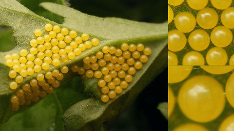 Tyria jacobaeae - Eggs Adding some earlier development stages to JD ...
https://www.jungledragon.com/image/67876/tyria_jacobaeae_-_eggs.html
https://www.jungledragon.com/image/67881/tyria_jacobaeae_-_hatched.html
https://www.jungledragon.com/image/67880/tyria_jacobaeae_-_empty_eggs.html
https://www.jungledragon.com/image/67878/tyria_jacobaeae_-_first_stadium.html
https://www.jungledragon.com/image/67879/tyria_jacobaeae_-_young_larvae.html
https://www.jungledragon.com/image/67877/tyria_jacobaeae_-_various_stadia_caterpillars.html

 Cinnabar moth,Eggs,Erebidae,Jane's garden,Lepidoptera,Tyria,Tyria jacobaeae