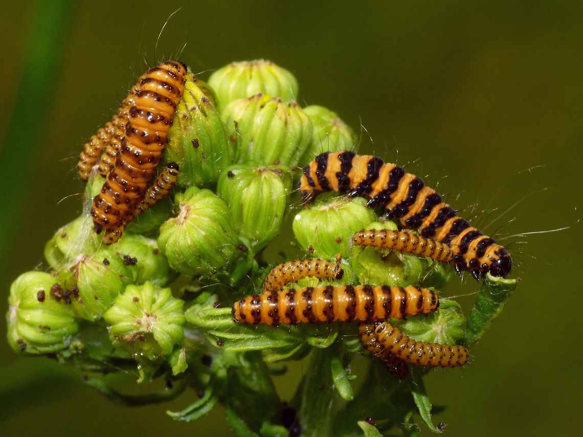 Tyria jacobaeae - Various stadia caterpillars Adding some earlier development stages to JD ...<br />
<figure class="photo"><a href="https://www.jungledragon.com/image/67876/tyria_jacobaeae_-_eggs.html" title="Tyria jacobaeae - Eggs"><img src="https://s3.amazonaws.com/media.jungledragon.com/images/3043/67876_thumb.jpg?AWSAccessKeyId=05GMT0V3GWVNE7GGM1R2&Expires=1770854410&Signature=v1UEEICfV01bP0Y4ImlnL%2FJZW2s%3D" width="200" height="114" alt="Tyria jacobaeae - Eggs Adding some earlier development stages to JD ...<br />
https://www.jungledragon.com/image/67876/tyria_jacobaeae_-_eggs.html<br />
https://www.jungledragon.com/image/67881/tyria_jacobaeae_-_hatched.html<br />
https://www.jungledragon.com/image/67880/tyria_jacobaeae_-_empty_eggs.html<br />
https://www.jungledragon.com/image/67878/tyria_jacobaeae_-_first_stadium.html<br />
https://www.jungledragon.com/image/67879/tyria_jacobaeae_-_young_larvae.html<br />
https://www.jungledragon.com/image/67877/tyria_jacobaeae_-_various_stadia_caterpillars.html<br />
<br />
 Cinnabar moth,Eggs,Erebidae,Jane's garden,Lepidoptera,Tyria,Tyria jacobaeae" /></a></figure><br />
<figure class="photo"><a href="https://www.jungledragon.com/image/67881/tyria_jacobaeae_-_hatched.html" title="Tyria jacobaeae - Hatched"><img src="https://s3.amazonaws.com/media.jungledragon.com/images/3043/67881_thumb.jpg?AWSAccessKeyId=05GMT0V3GWVNE7GGM1R2&Expires=1770854410&Signature=XOP4YaKzfYR%2BbBxnt%2BX8JqKrRoE%3D" width="200" height="150" alt="Tyria jacobaeae - Hatched Adding some earlier development stages to JD ...<br />
https://www.jungledragon.com/image/67876/tyria_jacobaeae_-_eggs.html<br />
https://www.jungledragon.com/image/67881/tyria_jacobaeae_-_hatched.html<br />
https://www.jungledragon.com/image/67880/tyria_jacobaeae_-_empty_eggs.html<br />
https://www.jungledragon.com/image/67878/tyria_jacobaeae_-_first_stadium.html<br />
https://www.jungledragon.com/image/67879/tyria_jacobaeae_-_young_larvae.html<br />
https://www.jungledragon.com/image/67877/tyria_jacobaeae_-_various_stadia_caterpillars.html Caterpillar,Cinnabar moth,Erebidae,Jane's garden,Lepidoptera,Tyria,Tyria jacobaeae,moth caterpillar" /></a></figure><br />
<figure class="photo"><a href="https://www.jungledragon.com/image/67880/tyria_jacobaeae_-_empty_eggs.html" title="Tyria jacobaeae - Empty eggs"><img src="https://s3.amazonaws.com/media.jungledragon.com/images/3043/67880_thumb.jpg?AWSAccessKeyId=05GMT0V3GWVNE7GGM1R2&Expires=1770854410&Signature=AhilSq8tVeKmXY4UNuA5KmNTvgI%3D" width="200" height="114" alt="Tyria jacobaeae - Empty eggs Adding some earlier development stages to JD ...<br />
https://www.jungledragon.com/image/67876/tyria_jacobaeae_-_eggs.html<br />
https://www.jungledragon.com/image/67881/tyria_jacobaeae_-_hatched.html<br />
https://www.jungledragon.com/image/67880/tyria_jacobaeae_-_empty_eggs.html<br />
https://www.jungledragon.com/image/67878/tyria_jacobaeae_-_first_stadium.html<br />
https://www.jungledragon.com/image/67879/tyria_jacobaeae_-_young_larvae.html<br />
https://www.jungledragon.com/image/67877/tyria_jacobaeae_-_various_stadia_caterpillars.html Cinnabar moth,Eggs,Erebidae,Exuviae,Jane's garden,Lepidoptera,Tyria,Tyria jacobaeae" /></a></figure><br />
<figure class="photo"><a href="https://www.jungledragon.com/image/67878/tyria_jacobaeae_-_first_stadium.html" title="Tyria jacobaeae - First stadium"><img src="https://s3.amazonaws.com/media.jungledragon.com/images/3043/67878_thumb.jpg?AWSAccessKeyId=05GMT0V3GWVNE7GGM1R2&Expires=1770854410&Signature=lrmMJyriZH1CHnDTKmX10OK8mcE%3D" width="200" height="150" alt="Tyria jacobaeae - First stadium Adding some earlier development stages to JD ...<br />
https://www.jungledragon.com/image/67876/tyria_jacobaeae_-_eggs.html<br />
https://www.jungledragon.com/image/67881/tyria_jacobaeae_-_hatched.html<br />
https://www.jungledragon.com/image/67880/tyria_jacobaeae_-_empty_eggs.html<br />
https://www.jungledragon.com/image/67878/tyria_jacobaeae_-_first_stadium.html<br />
https://www.jungledragon.com/image/67879/tyria_jacobaeae_-_young_larvae.html<br />
https://www.jungledragon.com/image/67877/tyria_jacobaeae_-_various_stadia_caterpillars.html Caterpillar,Cinnabar moth,Erebidae,Jane's garden,Lepidoptera,Tyria,Tyria jacobaeae,moth caterpillar" /></a></figure><br />
<figure class="photo"><a href="https://www.jungledragon.com/image/67879/tyria_jacobaeae_-_young_caterpillar.html" title="Tyria jacobaeae - young caterpillar"><img src="https://s3.amazonaws.com/media.jungledragon.com/images/3043/67879_thumb.jpg?AWSAccessKeyId=05GMT0V3GWVNE7GGM1R2&Expires=1770854410&Signature=O7s33nSuQWrYZ77IffbtnkgMww8%3D" width="200" height="114" alt="Tyria jacobaeae - young caterpillar Adding some earlier development stages to JD ...<br />
https://www.jungledragon.com/image/67876/tyria_jacobaeae_-_eggs.html<br />
https://www.jungledragon.com/image/67881/tyria_jacobaeae_-_hatched.html<br />
https://www.jungledragon.com/image/67880/tyria_jacobaeae_-_empty_eggs.html<br />
https://www.jungledragon.com/image/67878/tyria_jacobaeae_-_first_stadium.html<br />
https://www.jungledragon.com/image/67879/tyria_jacobaeae_-_young_larvae.html<br />
https://www.jungledragon.com/image/67877/tyria_jacobaeae_-_various_stadia_caterpillars.html Caterpillar,Cinnabar moth,Erebidae,Jane's garden,Lepidoptera,Tyria,Tyria jacobaeae,moth caterpillar" /></a></figure><br />
<figure class="photo"><a href="https://www.jungledragon.com/image/67877/tyria_jacobaeae_-_various_stadia_caterpillars.html" title="Tyria jacobaeae - Various stadia caterpillars"><img src="https://s3.amazonaws.com/media.jungledragon.com/images/3043/67877_thumb.jpg?AWSAccessKeyId=05GMT0V3GWVNE7GGM1R2&Expires=1770854410&Signature=JPXVNnnjN1DhVQoATLvVK5WAI3Q%3D" width="200" height="150" alt="Tyria jacobaeae - Various stadia caterpillars Adding some earlier development stages to JD ...<br />
https://www.jungledragon.com/image/67876/tyria_jacobaeae_-_eggs.html<br />
https://www.jungledragon.com/image/67881/tyria_jacobaeae_-_hatched.html<br />
https://www.jungledragon.com/image/67880/tyria_jacobaeae_-_empty_eggs.html<br />
https://www.jungledragon.com/image/67878/tyria_jacobaeae_-_first_stadium.html<br />
https://www.jungledragon.com/image/67879/tyria_jacobaeae_-_young_larvae.html<br />
https://www.jungledragon.com/image/67877/tyria_jacobaeae_-_various_stadia_caterpillars.html Caterpillar,Cinnabar moth,Erebidae,Lepidoptera,Tyria,Tyria jacobaeae,moth caterpillar" /></a></figure> Caterpillar,Cinnabar moth,Erebidae,Lepidoptera,Tyria,Tyria jacobaeae,moth caterpillar