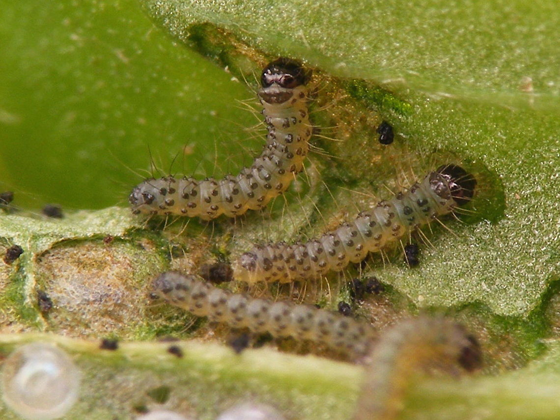 Tyria jacobaeae - First stadium Adding some earlier development stages to JD ...<br />
<figure class="photo"><a href="https://www.jungledragon.com/image/67876/tyria_jacobaeae_-_eggs.html" title="Tyria jacobaeae - Eggs"><img src="https://s3.amazonaws.com/media.jungledragon.com/images/3043/67876_thumb.jpg?AWSAccessKeyId=05GMT0V3GWVNE7GGM1R2&Expires=1770854410&Signature=v1UEEICfV01bP0Y4ImlnL%2FJZW2s%3D" width="200" height="114" alt="Tyria jacobaeae - Eggs Adding some earlier development stages to JD ...<br />
https://www.jungledragon.com/image/67876/tyria_jacobaeae_-_eggs.html<br />
https://www.jungledragon.com/image/67881/tyria_jacobaeae_-_hatched.html<br />
https://www.jungledragon.com/image/67880/tyria_jacobaeae_-_empty_eggs.html<br />
https://www.jungledragon.com/image/67878/tyria_jacobaeae_-_first_stadium.html<br />
https://www.jungledragon.com/image/67879/tyria_jacobaeae_-_young_larvae.html<br />
https://www.jungledragon.com/image/67877/tyria_jacobaeae_-_various_stadia_caterpillars.html<br />
<br />
 Cinnabar moth,Eggs,Erebidae,Jane's garden,Lepidoptera,Tyria,Tyria jacobaeae" /></a></figure><br />
<figure class="photo"><a href="https://www.jungledragon.com/image/67881/tyria_jacobaeae_-_hatched.html" title="Tyria jacobaeae - Hatched"><img src="https://s3.amazonaws.com/media.jungledragon.com/images/3043/67881_thumb.jpg?AWSAccessKeyId=05GMT0V3GWVNE7GGM1R2&Expires=1770854410&Signature=XOP4YaKzfYR%2BbBxnt%2BX8JqKrRoE%3D" width="200" height="150" alt="Tyria jacobaeae - Hatched Adding some earlier development stages to JD ...<br />
https://www.jungledragon.com/image/67876/tyria_jacobaeae_-_eggs.html<br />
https://www.jungledragon.com/image/67881/tyria_jacobaeae_-_hatched.html<br />
https://www.jungledragon.com/image/67880/tyria_jacobaeae_-_empty_eggs.html<br />
https://www.jungledragon.com/image/67878/tyria_jacobaeae_-_first_stadium.html<br />
https://www.jungledragon.com/image/67879/tyria_jacobaeae_-_young_larvae.html<br />
https://www.jungledragon.com/image/67877/tyria_jacobaeae_-_various_stadia_caterpillars.html Caterpillar,Cinnabar moth,Erebidae,Jane's garden,Lepidoptera,Tyria,Tyria jacobaeae,moth caterpillar" /></a></figure><br />
<figure class="photo"><a href="https://www.jungledragon.com/image/67880/tyria_jacobaeae_-_empty_eggs.html" title="Tyria jacobaeae - Empty eggs"><img src="https://s3.amazonaws.com/media.jungledragon.com/images/3043/67880_thumb.jpg?AWSAccessKeyId=05GMT0V3GWVNE7GGM1R2&Expires=1770854410&Signature=AhilSq8tVeKmXY4UNuA5KmNTvgI%3D" width="200" height="114" alt="Tyria jacobaeae - Empty eggs Adding some earlier development stages to JD ...<br />
https://www.jungledragon.com/image/67876/tyria_jacobaeae_-_eggs.html<br />
https://www.jungledragon.com/image/67881/tyria_jacobaeae_-_hatched.html<br />
https://www.jungledragon.com/image/67880/tyria_jacobaeae_-_empty_eggs.html<br />
https://www.jungledragon.com/image/67878/tyria_jacobaeae_-_first_stadium.html<br />
https://www.jungledragon.com/image/67879/tyria_jacobaeae_-_young_larvae.html<br />
https://www.jungledragon.com/image/67877/tyria_jacobaeae_-_various_stadia_caterpillars.html Cinnabar moth,Eggs,Erebidae,Exuviae,Jane's garden,Lepidoptera,Tyria,Tyria jacobaeae" /></a></figure><br />
<figure class="photo"><a href="https://www.jungledragon.com/image/67878/tyria_jacobaeae_-_first_stadium.html" title="Tyria jacobaeae - First stadium"><img src="https://s3.amazonaws.com/media.jungledragon.com/images/3043/67878_thumb.jpg?AWSAccessKeyId=05GMT0V3GWVNE7GGM1R2&Expires=1770854410&Signature=lrmMJyriZH1CHnDTKmX10OK8mcE%3D" width="200" height="150" alt="Tyria jacobaeae - First stadium Adding some earlier development stages to JD ...<br />
https://www.jungledragon.com/image/67876/tyria_jacobaeae_-_eggs.html<br />
https://www.jungledragon.com/image/67881/tyria_jacobaeae_-_hatched.html<br />
https://www.jungledragon.com/image/67880/tyria_jacobaeae_-_empty_eggs.html<br />
https://www.jungledragon.com/image/67878/tyria_jacobaeae_-_first_stadium.html<br />
https://www.jungledragon.com/image/67879/tyria_jacobaeae_-_young_larvae.html<br />
https://www.jungledragon.com/image/67877/tyria_jacobaeae_-_various_stadia_caterpillars.html Caterpillar,Cinnabar moth,Erebidae,Jane's garden,Lepidoptera,Tyria,Tyria jacobaeae,moth caterpillar" /></a></figure><br />
<figure class="photo"><a href="https://www.jungledragon.com/image/67879/tyria_jacobaeae_-_young_caterpillar.html" title="Tyria jacobaeae - young caterpillar"><img src="https://s3.amazonaws.com/media.jungledragon.com/images/3043/67879_thumb.jpg?AWSAccessKeyId=05GMT0V3GWVNE7GGM1R2&Expires=1770854410&Signature=O7s33nSuQWrYZ77IffbtnkgMww8%3D" width="200" height="114" alt="Tyria jacobaeae - young caterpillar Adding some earlier development stages to JD ...<br />
https://www.jungledragon.com/image/67876/tyria_jacobaeae_-_eggs.html<br />
https://www.jungledragon.com/image/67881/tyria_jacobaeae_-_hatched.html<br />
https://www.jungledragon.com/image/67880/tyria_jacobaeae_-_empty_eggs.html<br />
https://www.jungledragon.com/image/67878/tyria_jacobaeae_-_first_stadium.html<br />
https://www.jungledragon.com/image/67879/tyria_jacobaeae_-_young_larvae.html<br />
https://www.jungledragon.com/image/67877/tyria_jacobaeae_-_various_stadia_caterpillars.html Caterpillar,Cinnabar moth,Erebidae,Jane's garden,Lepidoptera,Tyria,Tyria jacobaeae,moth caterpillar" /></a></figure><br />
<figure class="photo"><a href="https://www.jungledragon.com/image/67877/tyria_jacobaeae_-_various_stadia_caterpillars.html" title="Tyria jacobaeae - Various stadia caterpillars"><img src="https://s3.amazonaws.com/media.jungledragon.com/images/3043/67877_thumb.jpg?AWSAccessKeyId=05GMT0V3GWVNE7GGM1R2&Expires=1770854410&Signature=JPXVNnnjN1DhVQoATLvVK5WAI3Q%3D" width="200" height="150" alt="Tyria jacobaeae - Various stadia caterpillars Adding some earlier development stages to JD ...<br />
https://www.jungledragon.com/image/67876/tyria_jacobaeae_-_eggs.html<br />
https://www.jungledragon.com/image/67881/tyria_jacobaeae_-_hatched.html<br />
https://www.jungledragon.com/image/67880/tyria_jacobaeae_-_empty_eggs.html<br />
https://www.jungledragon.com/image/67878/tyria_jacobaeae_-_first_stadium.html<br />
https://www.jungledragon.com/image/67879/tyria_jacobaeae_-_young_larvae.html<br />
https://www.jungledragon.com/image/67877/tyria_jacobaeae_-_various_stadia_caterpillars.html Caterpillar,Cinnabar moth,Erebidae,Lepidoptera,Tyria,Tyria jacobaeae,moth caterpillar" /></a></figure> Caterpillar,Cinnabar moth,Erebidae,Jane's garden,Lepidoptera,Tyria,Tyria jacobaeae,moth caterpillar