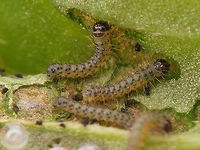 Tyria jacobaeae - First stadium Adding some earlier development stages to JD ...<br />
https://www.jungledragon.com/image/67876/tyria_jacobaeae_-_eggs.html<br />
https://www.jungledragon.com/image/67881/tyria_jacobaeae_-_hatched.html<br />
https://www.jungledragon.com/image/67880/tyria_jacobaeae_-_empty_eggs.html<br />
https://www.jungledragon.com/image/67878/tyria_jacobaeae_-_first_stadium.html<br />
https://www.jungledragon.com/image/67879/tyria_jacobaeae_-_young_larvae.html<br />
https://www.jungledragon.com/image/67877/tyria_jacobaeae_-_various_stadia_caterpillars.html Caterpillar,Cinnabar moth,Erebidae,Jane's garden,Lepidoptera,Tyria,Tyria jacobaeae,moth caterpillar