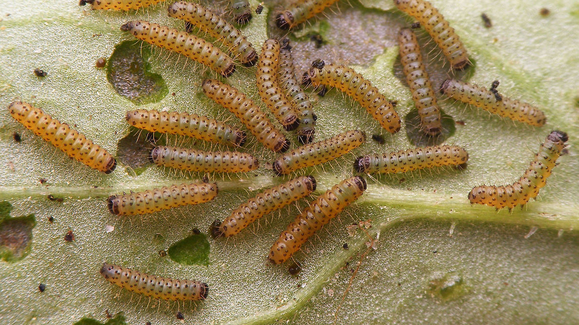 Tyria jacobaeae - young caterpillar Adding some earlier development stages to JD ...<br />
<figure class="photo"><a href="https://www.jungledragon.com/image/67876/tyria_jacobaeae_-_eggs.html" title="Tyria jacobaeae - Eggs"><img src="https://s3.amazonaws.com/media.jungledragon.com/images/3043/67876_thumb.jpg?AWSAccessKeyId=05GMT0V3GWVNE7GGM1R2&Expires=1759968010&Signature=HMSRl1JX3ioLUYcI277Nbg4NaV4%3D" width="200" height="114" alt="Tyria jacobaeae - Eggs Adding some earlier development stages to JD ...<br />
https://www.jungledragon.com/image/67876/tyria_jacobaeae_-_eggs.html<br />
https://www.jungledragon.com/image/67881/tyria_jacobaeae_-_hatched.html<br />
https://www.jungledragon.com/image/67880/tyria_jacobaeae_-_empty_eggs.html<br />
https://www.jungledragon.com/image/67878/tyria_jacobaeae_-_first_stadium.html<br />
https://www.jungledragon.com/image/67879/tyria_jacobaeae_-_young_larvae.html<br />
https://www.jungledragon.com/image/67877/tyria_jacobaeae_-_various_stadia_caterpillars.html<br />
<br />
 Cinnabar moth,Eggs,Erebidae,Jane&#039;s garden,Lepidoptera,Tyria,Tyria jacobaeae" /></a></figure><br />
<figure class="photo"><a href="https://www.jungledragon.com/image/67881/tyria_jacobaeae_-_hatched.html" title="Tyria jacobaeae - Hatched"><img src="https://s3.amazonaws.com/media.jungledragon.com/images/3043/67881_thumb.jpg?AWSAccessKeyId=05GMT0V3GWVNE7GGM1R2&Expires=1759968010&Signature=oTw0AalXXklT2c0DSRKg20njA8w%3D" width="200" height="150" alt="Tyria jacobaeae - Hatched Adding some earlier development stages to JD ...<br />
https://www.jungledragon.com/image/67876/tyria_jacobaeae_-_eggs.html<br />
https://www.jungledragon.com/image/67881/tyria_jacobaeae_-_hatched.html<br />
https://www.jungledragon.com/image/67880/tyria_jacobaeae_-_empty_eggs.html<br />
https://www.jungledragon.com/image/67878/tyria_jacobaeae_-_first_stadium.html<br />
https://www.jungledragon.com/image/67879/tyria_jacobaeae_-_young_larvae.html<br />
https://www.jungledragon.com/image/67877/tyria_jacobaeae_-_various_stadia_caterpillars.html Caterpillar,Cinnabar moth,Erebidae,Jane&#039;s garden,Lepidoptera,Tyria,Tyria jacobaeae,moth caterpillar" /></a></figure><br />
<figure class="photo"><a href="https://www.jungledragon.com/image/67880/tyria_jacobaeae_-_empty_eggs.html" title="Tyria jacobaeae - Empty eggs"><img src="https://s3.amazonaws.com/media.jungledragon.com/images/3043/67880_thumb.jpg?AWSAccessKeyId=05GMT0V3GWVNE7GGM1R2&Expires=1759968010&Signature=A%2FfNkOjUydXzlurz9f6lnJivftA%3D" width="200" height="114" alt="Tyria jacobaeae - Empty eggs Adding some earlier development stages to JD ...<br />
https://www.jungledragon.com/image/67876/tyria_jacobaeae_-_eggs.html<br />
https://www.jungledragon.com/image/67881/tyria_jacobaeae_-_hatched.html<br />
https://www.jungledragon.com/image/67880/tyria_jacobaeae_-_empty_eggs.html<br />
https://www.jungledragon.com/image/67878/tyria_jacobaeae_-_first_stadium.html<br />
https://www.jungledragon.com/image/67879/tyria_jacobaeae_-_young_larvae.html<br />
https://www.jungledragon.com/image/67877/tyria_jacobaeae_-_various_stadia_caterpillars.html Cinnabar moth,Eggs,Erebidae,Exuviae,Jane&#039;s garden,Lepidoptera,Tyria,Tyria jacobaeae" /></a></figure><br />
<figure class="photo"><a href="https://www.jungledragon.com/image/67878/tyria_jacobaeae_-_first_stadium.html" title="Tyria jacobaeae - First stadium"><img src="https://s3.amazonaws.com/media.jungledragon.com/images/3043/67878_thumb.jpg?AWSAccessKeyId=05GMT0V3GWVNE7GGM1R2&Expires=1759968010&Signature=J4tBAi7VJY37xCLyhbAa5MKGc1A%3D" width="200" height="150" alt="Tyria jacobaeae - First stadium Adding some earlier development stages to JD ...<br />
https://www.jungledragon.com/image/67876/tyria_jacobaeae_-_eggs.html<br />
https://www.jungledragon.com/image/67881/tyria_jacobaeae_-_hatched.html<br />
https://www.jungledragon.com/image/67880/tyria_jacobaeae_-_empty_eggs.html<br />
https://www.jungledragon.com/image/67878/tyria_jacobaeae_-_first_stadium.html<br />
https://www.jungledragon.com/image/67879/tyria_jacobaeae_-_young_larvae.html<br />
https://www.jungledragon.com/image/67877/tyria_jacobaeae_-_various_stadia_caterpillars.html Caterpillar,Cinnabar moth,Erebidae,Jane&#039;s garden,Lepidoptera,Tyria,Tyria jacobaeae,moth caterpillar" /></a></figure><br />
<figure class="photo"><a href="https://www.jungledragon.com/image/67879/tyria_jacobaeae_-_young_caterpillar.html" title="Tyria jacobaeae - young caterpillar"><img src="https://s3.amazonaws.com/media.jungledragon.com/images/3043/67879_thumb.jpg?AWSAccessKeyId=05GMT0V3GWVNE7GGM1R2&Expires=1759968010&Signature=kqVoZOGE3mSrZrkVuyFWVeMqRNI%3D" width="200" height="114" alt="Tyria jacobaeae - young caterpillar Adding some earlier development stages to JD ...<br />
https://www.jungledragon.com/image/67876/tyria_jacobaeae_-_eggs.html<br />
https://www.jungledragon.com/image/67881/tyria_jacobaeae_-_hatched.html<br />
https://www.jungledragon.com/image/67880/tyria_jacobaeae_-_empty_eggs.html<br />
https://www.jungledragon.com/image/67878/tyria_jacobaeae_-_first_stadium.html<br />
https://www.jungledragon.com/image/67879/tyria_jacobaeae_-_young_larvae.html<br />
https://www.jungledragon.com/image/67877/tyria_jacobaeae_-_various_stadia_caterpillars.html Caterpillar,Cinnabar moth,Erebidae,Jane&#039;s garden,Lepidoptera,Tyria,Tyria jacobaeae,moth caterpillar" /></a></figure><br />
<figure class="photo"><a href="https://www.jungledragon.com/image/67877/tyria_jacobaeae_-_various_stadia_caterpillars.html" title="Tyria jacobaeae - Various stadia caterpillars"><img src="https://s3.amazonaws.com/media.jungledragon.com/images/3043/67877_thumb.jpg?AWSAccessKeyId=05GMT0V3GWVNE7GGM1R2&Expires=1759968010&Signature=b2K8kyXMJjpqwQ5Q5woTFZxsRcU%3D" width="200" height="150" alt="Tyria jacobaeae - Various stadia caterpillars Adding some earlier development stages to JD ...<br />
https://www.jungledragon.com/image/67876/tyria_jacobaeae_-_eggs.html<br />
https://www.jungledragon.com/image/67881/tyria_jacobaeae_-_hatched.html<br />
https://www.jungledragon.com/image/67880/tyria_jacobaeae_-_empty_eggs.html<br />
https://www.jungledragon.com/image/67878/tyria_jacobaeae_-_first_stadium.html<br />
https://www.jungledragon.com/image/67879/tyria_jacobaeae_-_young_larvae.html<br />
https://www.jungledragon.com/image/67877/tyria_jacobaeae_-_various_stadia_caterpillars.html Caterpillar,Cinnabar moth,Erebidae,Lepidoptera,Tyria,Tyria jacobaeae,moth caterpillar" /></a></figure> Caterpillar,Cinnabar moth,Erebidae,Jane's garden,Lepidoptera,Tyria,Tyria jacobaeae,moth caterpillar
