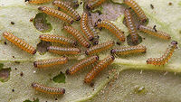 Tyria jacobaeae - young caterpillar Adding some earlier development stages to JD ...<br />
https://www.jungledragon.com/image/67876/tyria_jacobaeae_-_eggs.html<br />
https://www.jungledragon.com/image/67881/tyria_jacobaeae_-_hatched.html<br />
https://www.jungledragon.com/image/67880/tyria_jacobaeae_-_empty_eggs.html<br />
https://www.jungledragon.com/image/67878/tyria_jacobaeae_-_first_stadium.html<br />
https://www.jungledragon.com/image/67879/tyria_jacobaeae_-_young_larvae.html<br />
https://www.jungledragon.com/image/67877/tyria_jacobaeae_-_various_stadia_caterpillars.html Caterpillar,Cinnabar moth,Erebidae,Jane's garden,Lepidoptera,Tyria,Tyria jacobaeae,moth caterpillar