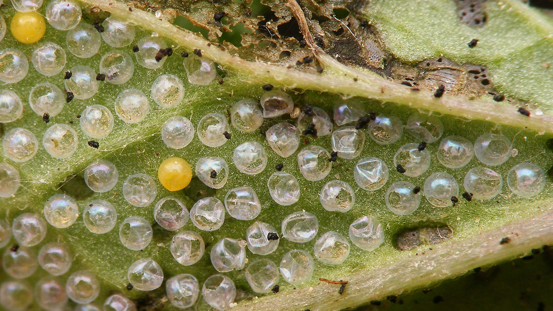 Tyria jacobaeae - Empty eggs Adding some earlier development stages to JD ...<br />
<figure class="photo"><a href="https://www.jungledragon.com/image/67876/tyria_jacobaeae_-_eggs.html" title="Tyria jacobaeae - Eggs"><img src="https://s3.amazonaws.com/media.jungledragon.com/images/3043/67876_thumb.jpg?AWSAccessKeyId=05GMT0V3GWVNE7GGM1R2&Expires=1770854410&Signature=v1UEEICfV01bP0Y4ImlnL%2FJZW2s%3D" width="200" height="114" alt="Tyria jacobaeae - Eggs Adding some earlier development stages to JD ...<br />
https://www.jungledragon.com/image/67876/tyria_jacobaeae_-_eggs.html<br />
https://www.jungledragon.com/image/67881/tyria_jacobaeae_-_hatched.html<br />
https://www.jungledragon.com/image/67880/tyria_jacobaeae_-_empty_eggs.html<br />
https://www.jungledragon.com/image/67878/tyria_jacobaeae_-_first_stadium.html<br />
https://www.jungledragon.com/image/67879/tyria_jacobaeae_-_young_larvae.html<br />
https://www.jungledragon.com/image/67877/tyria_jacobaeae_-_various_stadia_caterpillars.html<br />
<br />
 Cinnabar moth,Eggs,Erebidae,Jane's garden,Lepidoptera,Tyria,Tyria jacobaeae" /></a></figure><br />
<figure class="photo"><a href="https://www.jungledragon.com/image/67881/tyria_jacobaeae_-_hatched.html" title="Tyria jacobaeae - Hatched"><img src="https://s3.amazonaws.com/media.jungledragon.com/images/3043/67881_thumb.jpg?AWSAccessKeyId=05GMT0V3GWVNE7GGM1R2&Expires=1770854410&Signature=XOP4YaKzfYR%2BbBxnt%2BX8JqKrRoE%3D" width="200" height="150" alt="Tyria jacobaeae - Hatched Adding some earlier development stages to JD ...<br />
https://www.jungledragon.com/image/67876/tyria_jacobaeae_-_eggs.html<br />
https://www.jungledragon.com/image/67881/tyria_jacobaeae_-_hatched.html<br />
https://www.jungledragon.com/image/67880/tyria_jacobaeae_-_empty_eggs.html<br />
https://www.jungledragon.com/image/67878/tyria_jacobaeae_-_first_stadium.html<br />
https://www.jungledragon.com/image/67879/tyria_jacobaeae_-_young_larvae.html<br />
https://www.jungledragon.com/image/67877/tyria_jacobaeae_-_various_stadia_caterpillars.html Caterpillar,Cinnabar moth,Erebidae,Jane's garden,Lepidoptera,Tyria,Tyria jacobaeae,moth caterpillar" /></a></figure><br />
<figure class="photo"><a href="https://www.jungledragon.com/image/67880/tyria_jacobaeae_-_empty_eggs.html" title="Tyria jacobaeae - Empty eggs"><img src="https://s3.amazonaws.com/media.jungledragon.com/images/3043/67880_thumb.jpg?AWSAccessKeyId=05GMT0V3GWVNE7GGM1R2&Expires=1770854410&Signature=AhilSq8tVeKmXY4UNuA5KmNTvgI%3D" width="200" height="114" alt="Tyria jacobaeae - Empty eggs Adding some earlier development stages to JD ...<br />
https://www.jungledragon.com/image/67876/tyria_jacobaeae_-_eggs.html<br />
https://www.jungledragon.com/image/67881/tyria_jacobaeae_-_hatched.html<br />
https://www.jungledragon.com/image/67880/tyria_jacobaeae_-_empty_eggs.html<br />
https://www.jungledragon.com/image/67878/tyria_jacobaeae_-_first_stadium.html<br />
https://www.jungledragon.com/image/67879/tyria_jacobaeae_-_young_larvae.html<br />
https://www.jungledragon.com/image/67877/tyria_jacobaeae_-_various_stadia_caterpillars.html Cinnabar moth,Eggs,Erebidae,Exuviae,Jane's garden,Lepidoptera,Tyria,Tyria jacobaeae" /></a></figure><br />
<figure class="photo"><a href="https://www.jungledragon.com/image/67878/tyria_jacobaeae_-_first_stadium.html" title="Tyria jacobaeae - First stadium"><img src="https://s3.amazonaws.com/media.jungledragon.com/images/3043/67878_thumb.jpg?AWSAccessKeyId=05GMT0V3GWVNE7GGM1R2&Expires=1770854410&Signature=lrmMJyriZH1CHnDTKmX10OK8mcE%3D" width="200" height="150" alt="Tyria jacobaeae - First stadium Adding some earlier development stages to JD ...<br />
https://www.jungledragon.com/image/67876/tyria_jacobaeae_-_eggs.html<br />
https://www.jungledragon.com/image/67881/tyria_jacobaeae_-_hatched.html<br />
https://www.jungledragon.com/image/67880/tyria_jacobaeae_-_empty_eggs.html<br />
https://www.jungledragon.com/image/67878/tyria_jacobaeae_-_first_stadium.html<br />
https://www.jungledragon.com/image/67879/tyria_jacobaeae_-_young_larvae.html<br />
https://www.jungledragon.com/image/67877/tyria_jacobaeae_-_various_stadia_caterpillars.html Caterpillar,Cinnabar moth,Erebidae,Jane's garden,Lepidoptera,Tyria,Tyria jacobaeae,moth caterpillar" /></a></figure><br />
<figure class="photo"><a href="https://www.jungledragon.com/image/67879/tyria_jacobaeae_-_young_caterpillar.html" title="Tyria jacobaeae - young caterpillar"><img src="https://s3.amazonaws.com/media.jungledragon.com/images/3043/67879_thumb.jpg?AWSAccessKeyId=05GMT0V3GWVNE7GGM1R2&Expires=1770854410&Signature=O7s33nSuQWrYZ77IffbtnkgMww8%3D" width="200" height="114" alt="Tyria jacobaeae - young caterpillar Adding some earlier development stages to JD ...<br />
https://www.jungledragon.com/image/67876/tyria_jacobaeae_-_eggs.html<br />
https://www.jungledragon.com/image/67881/tyria_jacobaeae_-_hatched.html<br />
https://www.jungledragon.com/image/67880/tyria_jacobaeae_-_empty_eggs.html<br />
https://www.jungledragon.com/image/67878/tyria_jacobaeae_-_first_stadium.html<br />
https://www.jungledragon.com/image/67879/tyria_jacobaeae_-_young_larvae.html<br />
https://www.jungledragon.com/image/67877/tyria_jacobaeae_-_various_stadia_caterpillars.html Caterpillar,Cinnabar moth,Erebidae,Jane's garden,Lepidoptera,Tyria,Tyria jacobaeae,moth caterpillar" /></a></figure><br />
<figure class="photo"><a href="https://www.jungledragon.com/image/67877/tyria_jacobaeae_-_various_stadia_caterpillars.html" title="Tyria jacobaeae - Various stadia caterpillars"><img src="https://s3.amazonaws.com/media.jungledragon.com/images/3043/67877_thumb.jpg?AWSAccessKeyId=05GMT0V3GWVNE7GGM1R2&Expires=1770854410&Signature=JPXVNnnjN1DhVQoATLvVK5WAI3Q%3D" width="200" height="150" alt="Tyria jacobaeae - Various stadia caterpillars Adding some earlier development stages to JD ...<br />
https://www.jungledragon.com/image/67876/tyria_jacobaeae_-_eggs.html<br />
https://www.jungledragon.com/image/67881/tyria_jacobaeae_-_hatched.html<br />
https://www.jungledragon.com/image/67880/tyria_jacobaeae_-_empty_eggs.html<br />
https://www.jungledragon.com/image/67878/tyria_jacobaeae_-_first_stadium.html<br />
https://www.jungledragon.com/image/67879/tyria_jacobaeae_-_young_larvae.html<br />
https://www.jungledragon.com/image/67877/tyria_jacobaeae_-_various_stadia_caterpillars.html Caterpillar,Cinnabar moth,Erebidae,Lepidoptera,Tyria,Tyria jacobaeae,moth caterpillar" /></a></figure> Cinnabar moth,Eggs,Erebidae,Exuviae,Jane's garden,Lepidoptera,Tyria,Tyria jacobaeae