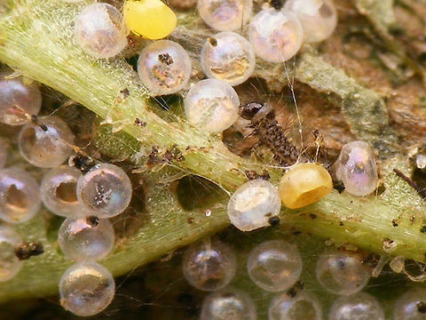 Tyria jacobaeae - Hatched Adding some earlier development stages to JD ...
https://www.jungledragon.com/image/67876/tyria_jacobaeae_-_eggs.html
https://www.jungledragon.com/image/67881/tyria_jacobaeae_-_hatched.html
https://www.jungledragon.com/image/67880/tyria_jacobaeae_-_empty_eggs.html
https://www.jungledragon.com/image/67878/tyria_jacobaeae_-_first_stadium.html
https://www.jungledragon.com/image/67879/tyria_jacobaeae_-_young_larvae.html
https://www.jungledragon.com/image/67877/tyria_jacobaeae_-_various_stadia_caterpillars.html Caterpillar,Cinnabar moth,Erebidae,Jane's garden,Lepidoptera,Tyria,Tyria jacobaeae,moth caterpillar