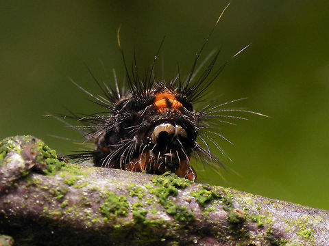 Eilema griseola - Caterpillar frontal Whole animal:
https://www.jungledragon.com/image/67883/eilema_griseola_-_caterpillar.html Caterpillar,Collita griseola,Eilema,Eilema griseola,Geotagged,Lepidoptera,Netherlands,erebidae,moth caterpillar