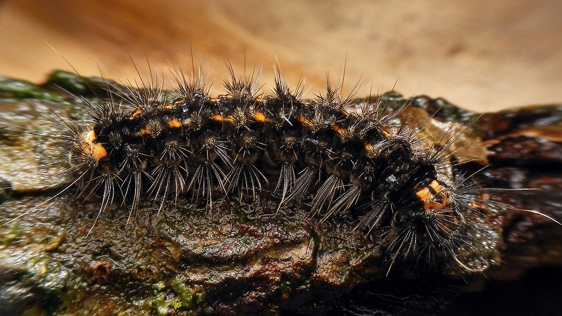 Eilema griseola - Caterpillar Frontal:<br />
<figure class="photo"><a href="https://www.jungledragon.com/image/67882/eilema_griseola_-_caterpillar_frontal.html" title="Eilema griseola - Caterpillar frontal"><img src="https://s3.amazonaws.com/media.jungledragon.com/images/3043/67882_thumb.jpg?AWSAccessKeyId=05GMT0V3GWVNE7GGM1R2&Expires=1759968010&Signature=qbdh4%2FfvtGlgt%2FiUNcRgdIcUAK8%3D" width="200" height="150" alt="Eilema griseola - Caterpillar frontal Whole animal:<br />
https://www.jungledragon.com/image/67883/eilema_griseola_-_caterpillar.html Caterpillar,Collita griseola,Eilema,Eilema griseola,Geotagged,Lepidoptera,Netherlands,erebidae,moth caterpillar" /></a></figure><br />
Same individual, three weeks earlier:<br />
<figure class="photo"><a href="https://www.jungledragon.com/image/67916/eilema_griseola_-_young_caterpillar.html" title="Eilema griseola - Young caterpillar"><img src="https://s3.amazonaws.com/media.jungledragon.com/images/3043/67916_thumb.jpg?AWSAccessKeyId=05GMT0V3GWVNE7GGM1R2&Expires=1759968010&Signature=UlGCvWvXRE65ar1jVIbGh9U%2BvUE%3D" width="200" height="150" alt="Eilema griseola - Young caterpillar Same individual, but three weeks later:<br />
https://www.jungledragon.com/image/67883/eilema_griseola_-_caterpillar.html Caterpillar,Collita griseola,Dingy Footman,Eilema,Eilema griseola,Geotagged,Lepidoptera,Netherlands,erebidae,moth caterpillar" /></a></figure> Caterpillar,Collita griseola,Eilema,Eilema griseola,Geotagged,Lepidoptera,Netherlands,erebidae,moth caterpillar