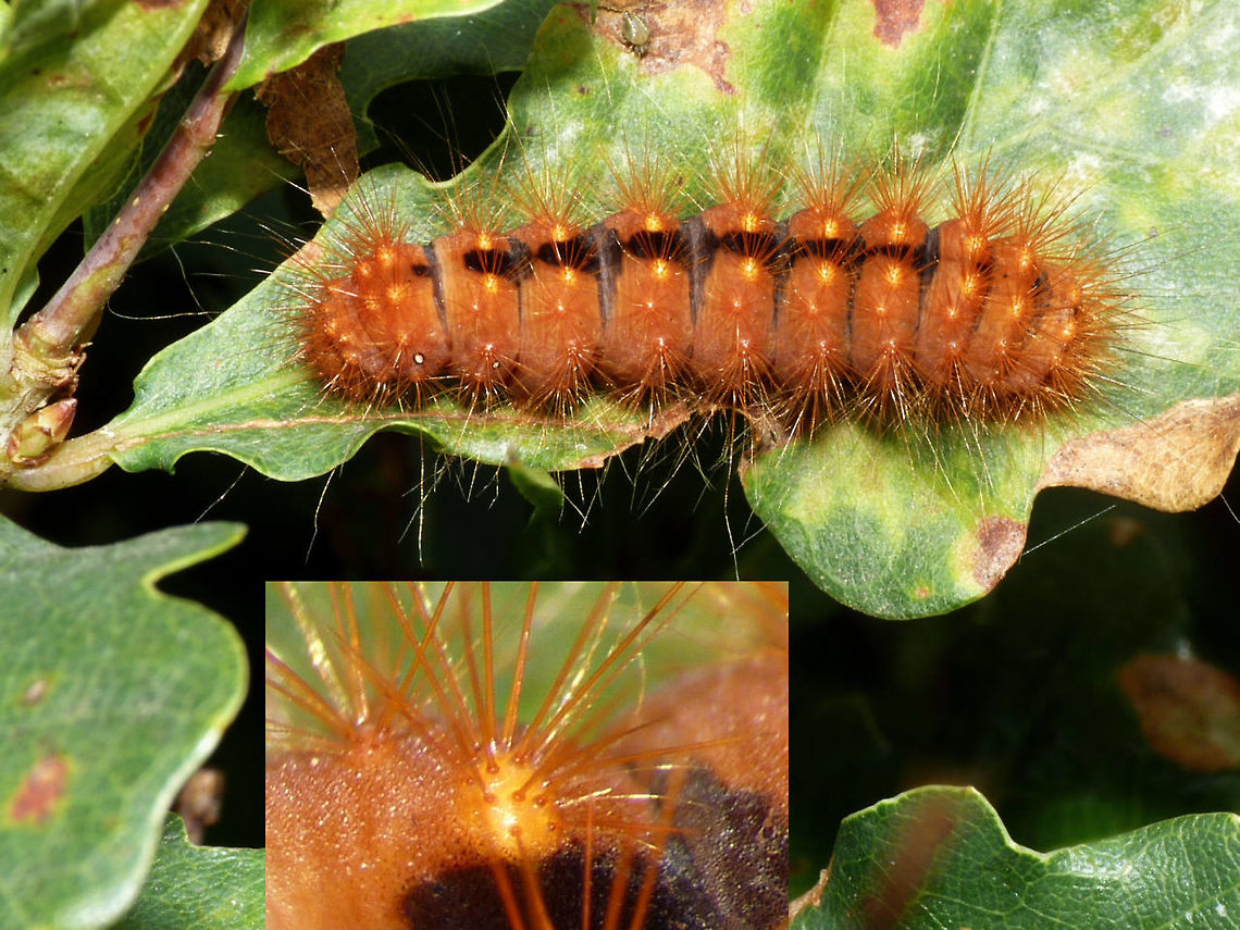 Acronicta auricoma - Young caterpillar A younger caterpillar of the &quot;Scarce Dagger&quot; (Acronicta auricoma). Thanks to Ingrid Altmann for ID :o) Acronicta,Acronicta auricoma,Geotagged,Netherlands,Noctuidae,Scarce Dagger
