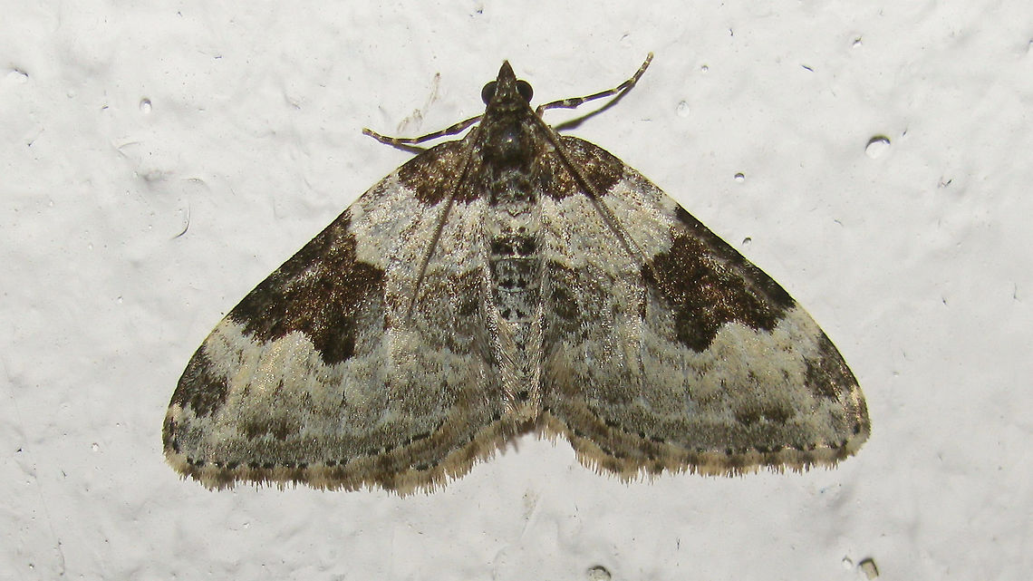 Xanthorhoe fluctuata  France,Garden carpet,Geotagged,Xanthorhoe,Xanthorhoe fluctuata,geometridae,nl: Zwartbandspanner