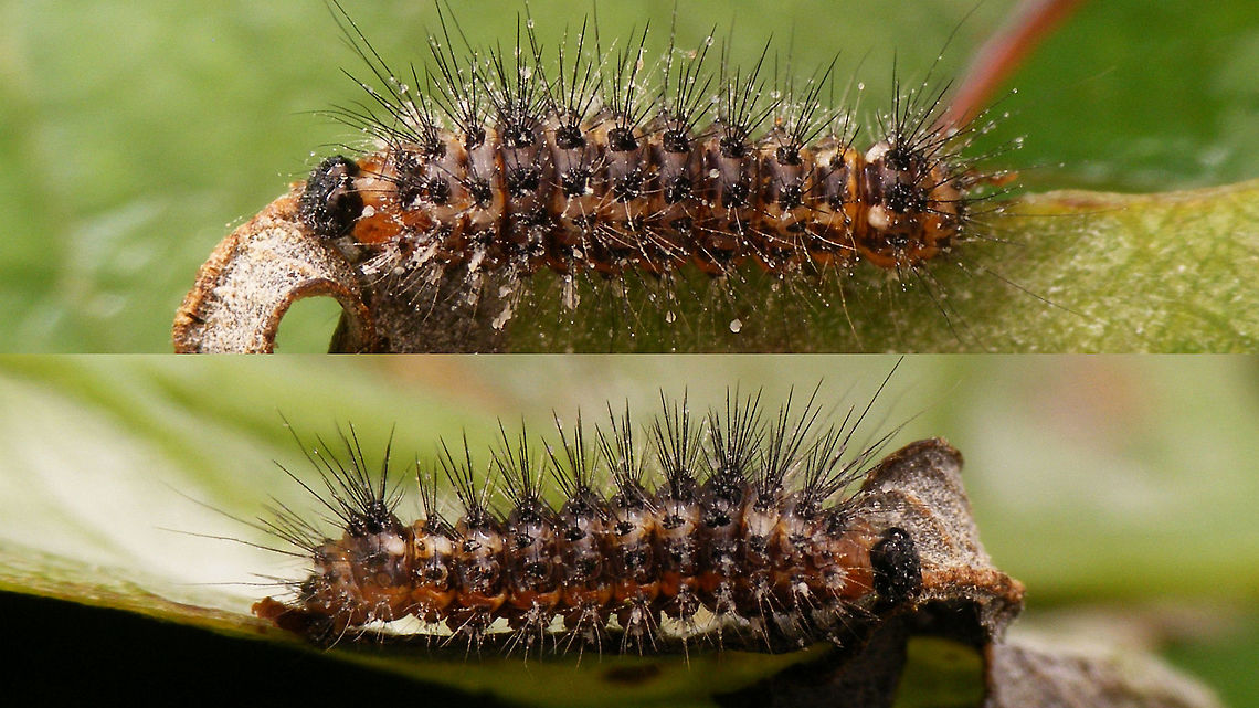 Acronicta rumicis - Younger caterpillar Same individual as below, but ten days earlier:<br />
<figure class="photo"><a href="https://www.jungledragon.com/image/54599/acronicta_rumicis_-_caterpillar.html" title="Acronicta rumicis - Caterpillar"><img src="https://s3.amazonaws.com/media.jungledragon.com/images/3043/54599_thumb.jpg?AWSAccessKeyId=05GMT0V3GWVNE7GGM1R2&Expires=1769040010&Signature=jPEE9u6aZL0Nezt%2FEWq84A%2BWal4%3D" width="200" height="114" alt="Acronicta rumicis - Caterpillar Hard (impossible) to get all hairs focussed<br />
Same individual as below, but ten days later:<br />
https://www.jungledragon.com/image/67915/acronicta_rumicis_-_younger_caterpillar.html Acronicta,Acronicta rumicis,Caterpillar,Jane&#039;s garden,Knot Grass,Lepidoptera,Noctuidae,nl: Zuringuil" /></a></figure> Acronicta,Acronicta rumicis,Caterpillar,Jane's garden,Knot Grass,Lepidoptera,Noctuidae,nl: Zuringuil