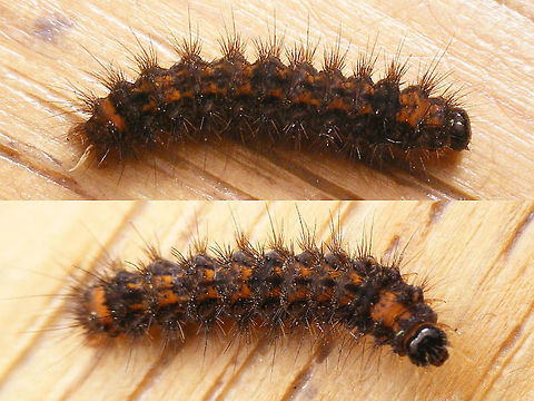 Eilema griseola - Young caterpillar Same individual, but three weeks later:
https://www.jungledragon.com/image/67883/eilema_griseola_-_caterpillar.html Caterpillar,Collita griseola,Dingy Footman,Eilema,Eilema griseola,Geotagged,Lepidoptera,Netherlands,erebidae,moth caterpillar