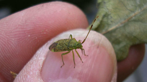 Pantilius tunicatus -  greenish To my dismay this ancient shot is my only "greenish" coloured Pantilius tunicatus ... will need to get a better one for that :-/ Geotagged,Heteroptera,Miridae,Netherlands,Pantilius,Pantilius tunicatus