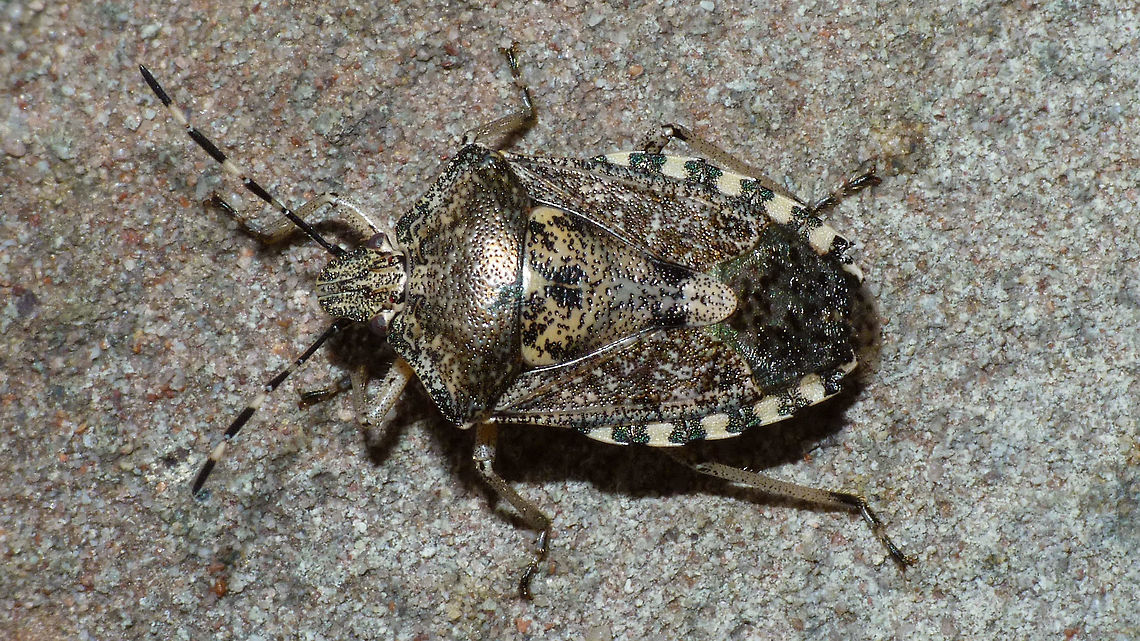 Rhaphigaster nebulosa on garden tile Yesterday an article appeared on a dutch website about Rhaphigaster nebulosa (a fairly recent arrival in the Netherlands) trying to get into our homes for winter shelter, but the article featured a photo of Halyomorpha halys (only a hand full of observations in NL, so that one is not yet a &quot;nuisance&quot;). Of course, I couldn&#039;t let that slide so I sent them some replacement images of the true R.n. :o)<br />
They decided to use this one and as I had now selected, rotated and cropped it anyway I might as well upload it here too, even if we already have images of this species ...<br />
(article: <a href="https://www.lindanieuws.nl/nieuws/dieren/schildwants-tips-insect-huis/" rel="nofollow">https://www.lindanieuws.nl/nieuws/dieren/schildwants-tips-insect-huis/</a> ) Pentatomidae,Pentatominae,Pentatomini,Rhaphigaster,Rhaphigaster nebulosa,nl: Grauwe schildwants