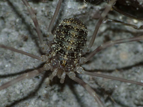 Opilio parietinus - recently moulted subadult female (close-up) We had thought this species to have gone completely extinct in the Netherlands but a few years back Jinze Noordijk found a relict population in a tunnel in Limburg and a few month later I found a population on a brick wall under a fly-over of a busy highway smack in the middle of Rotterdam. The population in Rotterdam has now vanished, probably due to graffiti "artists" spraying the wall with paint and some other party cleaning it off later with chemicals and high pressure water. 
This image was taken in Rotterdam 2013-07-18 before the population was eradicated.
Same critter zoomed out here:
https://www.jungledragon.com/image/68046/opilio_parietinus_-_rotterdam20130718_0274.html Geotagged,Netherlands,Opilio,Opilio parietinus,Opiliones,Phalangiidae