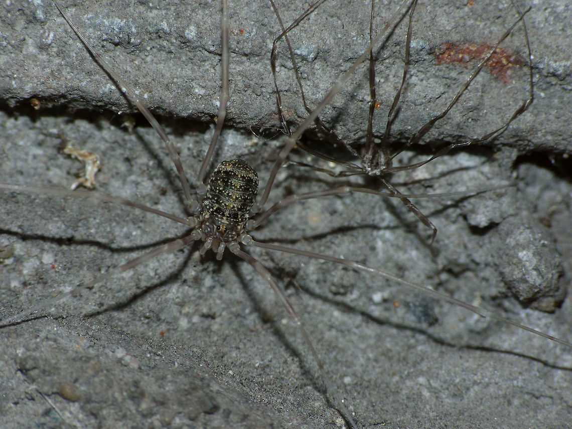 Opilio parietinus - recently moulted subadult female We had thought this species to have gone completely extinct in the Netherlands but a few years back Jinze Noordijk found a relict population in a tunnel in Limburg and a few month later I found a population on a brick wall under a fly-over of a busy highway smack in the middle of Rotterdam. The population in Rotterdam has now vanished, probably due to graffiti "artists" spraying the wall with paint and some other party cleaning it off later with chemicals and high pressure water. <br />
This image was taken in Rotterdam 2013-07-18 before the population was eradicated.<br />
Same critter zoomed in here:<br />
<figure class="photo"><a href="https://www.jungledragon.com/image/68045/opilio_parietinus_-_recently_moulted_subadult_female_close-up.html" title="Opilio parietinus - recently moulted subadult female (close-up)"><img src="https://s3.amazonaws.com/media.jungledragon.com/images/3043/68045_thumb.jpg?AWSAccessKeyId=05GMT0V3GWVNE7GGM1R2&Expires=1769040010&Signature=j8FeSjHms7O%2F0hWtWHECmxbCcoA%3D" width="200" height="150" alt="Opilio parietinus - recently moulted subadult female (close-up) We had thought this species to have gone completely extinct in the Netherlands but a few years back Jinze Noordijk found a relict population in a tunnel in Limburg and a few month later I found a population on a brick wall under a fly-over of a busy highway smack in the middle of Rotterdam. The population in Rotterdam has now vanished, probably due to graffiti "artists" spraying the wall with paint and some other party cleaning it off later with chemicals and high pressure water. <br />
This image was taken in Rotterdam 2013-07-18 before the population was eradicated.<br />
Same critter zoomed out here:<br />
https://www.jungledragon.com/image/68046/opilio_parietinus_-_rotterdam20130718_0274.html Geotagged,Netherlands,Opilio,Opilio parietinus,Opiliones,Phalangiidae" /></a></figure> Geotagged,Netherlands,Opilio,Opilio parietinus,Opiliones,Phalangiidae
