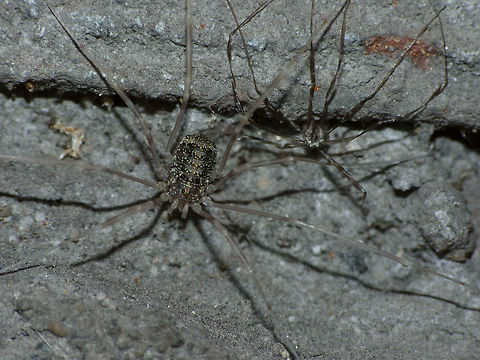 Opilio parietinus - recently moulted subadult female We had thought this species to have gone completely extinct in the Netherlands but a few years back Jinze Noordijk found a relict population in a tunnel in Limburg and a few month later I found a population on a brick wall under a fly-over of a busy highway smack in the middle of Rotterdam. The population in Rotterdam has now vanished, probably due to graffiti "artists" spraying the wall with paint and some other party cleaning it off later with chemicals and high pressure water. 
This image was taken in Rotterdam 2013-07-18 before the population was eradicated.
Same critter zoomed in here:
https://www.jungledragon.com/image/68045/opilio_parietinus_-_rotterdam20130718_0274crop.html Geotagged,Netherlands,Opilio,Opilio parietinus,Opiliones,Phalangiidae