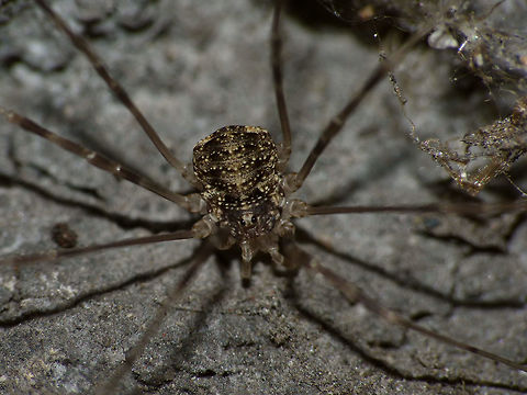Opilio parietinus - subadult Same critter zoomed in here:
https://www.jungledragon.com/image/68048/opilio_parietinus_-_rotterdam20130718_0327crop.html
This image was taken in Rotterdam 2013-07-18 before the population (one of the last two known in NL) was eradicated by stupid human interference. Geotagged,Netherlands,Opilio,Opilio parietinus,Opiliones,Phalangiidae